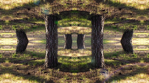 Kalision   "Reality Is Like A Mirror; It Is A Reflection Of Your Inner Self. It Has Been Said That The World As We Know It Gets More Unreal When We Are Most Real And True To Ourselves."