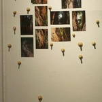 Fleeting Nourishment (2012)   Gallery Installation