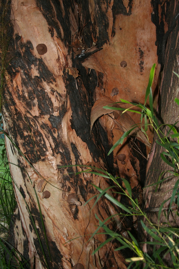 Fleeting Nourishment (2012)   Site Specific