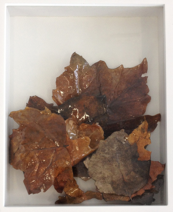 Glass Leaves
