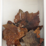 Glass Leaves