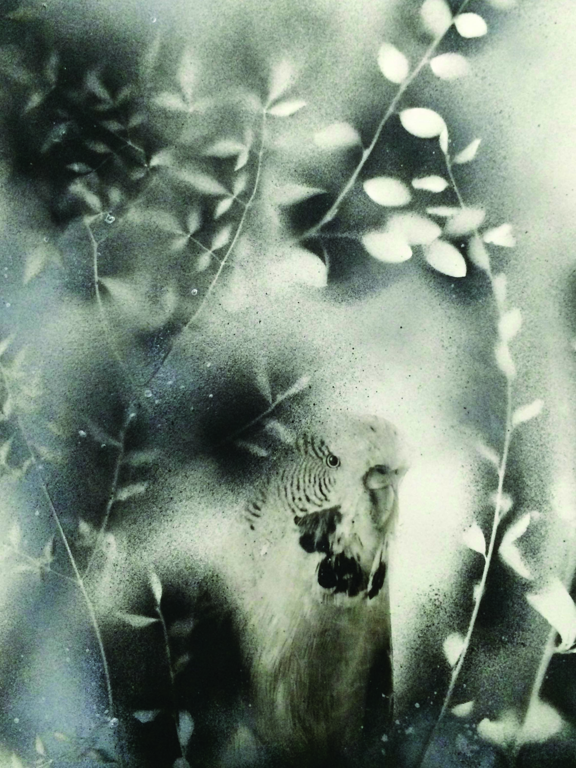 The Hidden Budgie