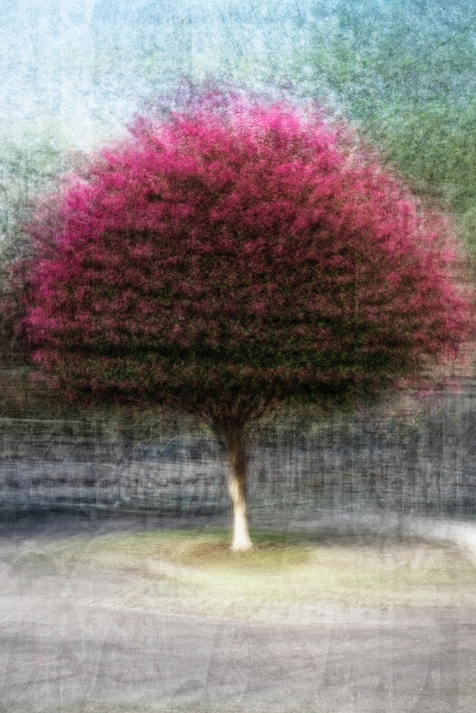 Lagerstroemia (crepe myrtle)