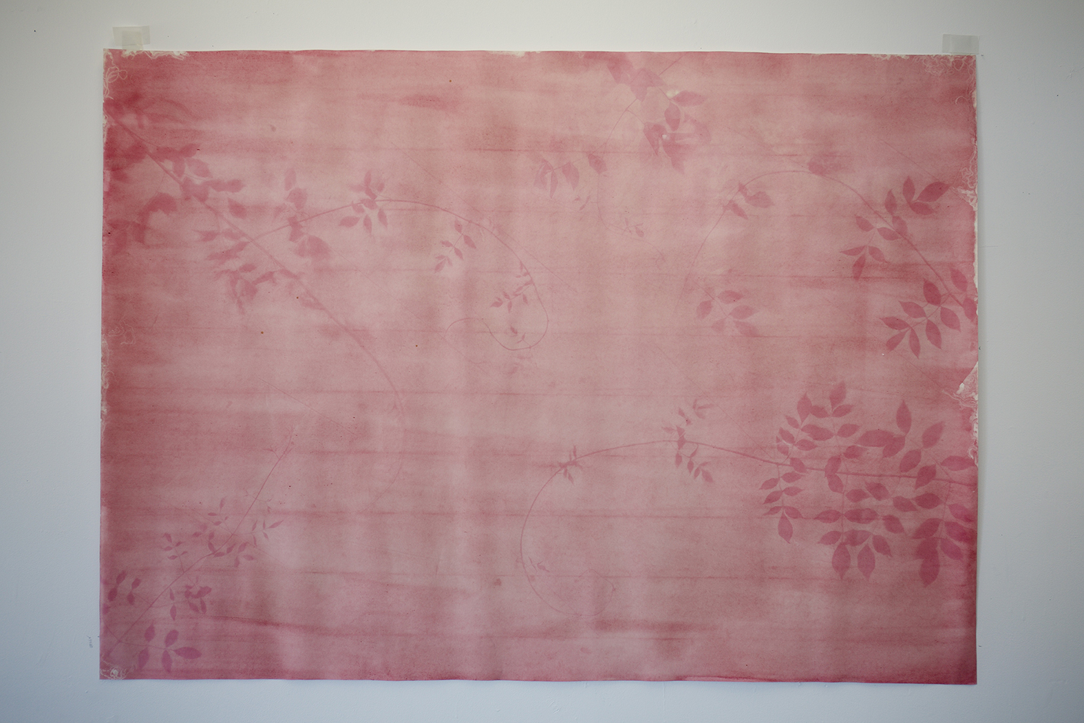 'The Pink-leafed Tree', 2024. Photography