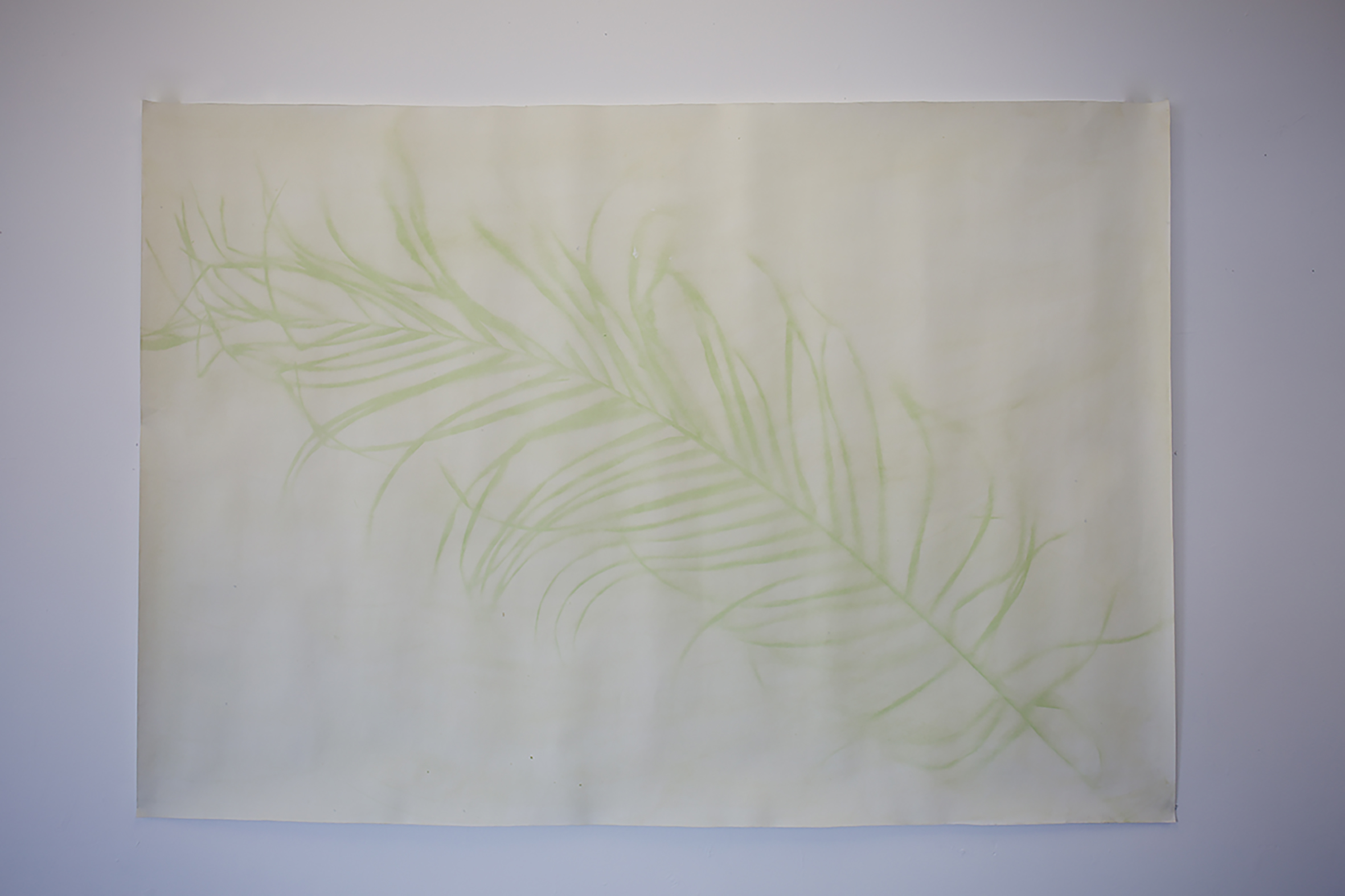 'Palm Anthotype', 2024. Photography