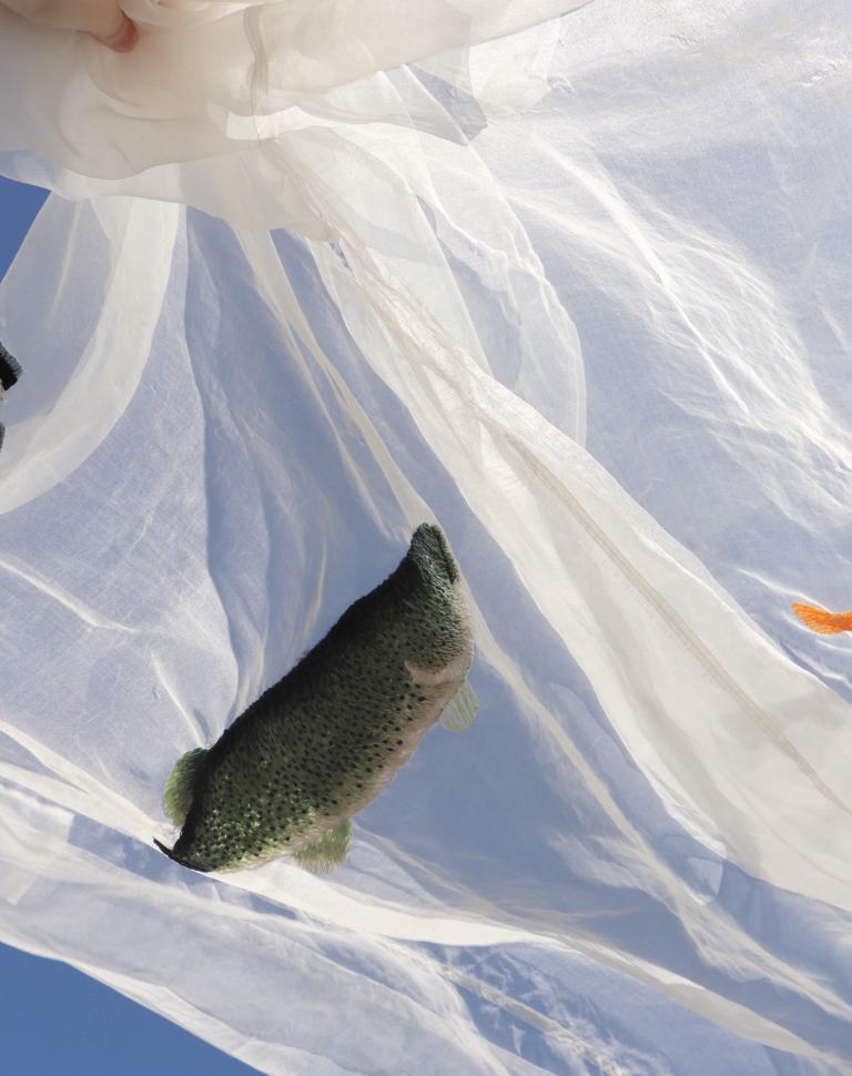 Murray Darling Fish Kill