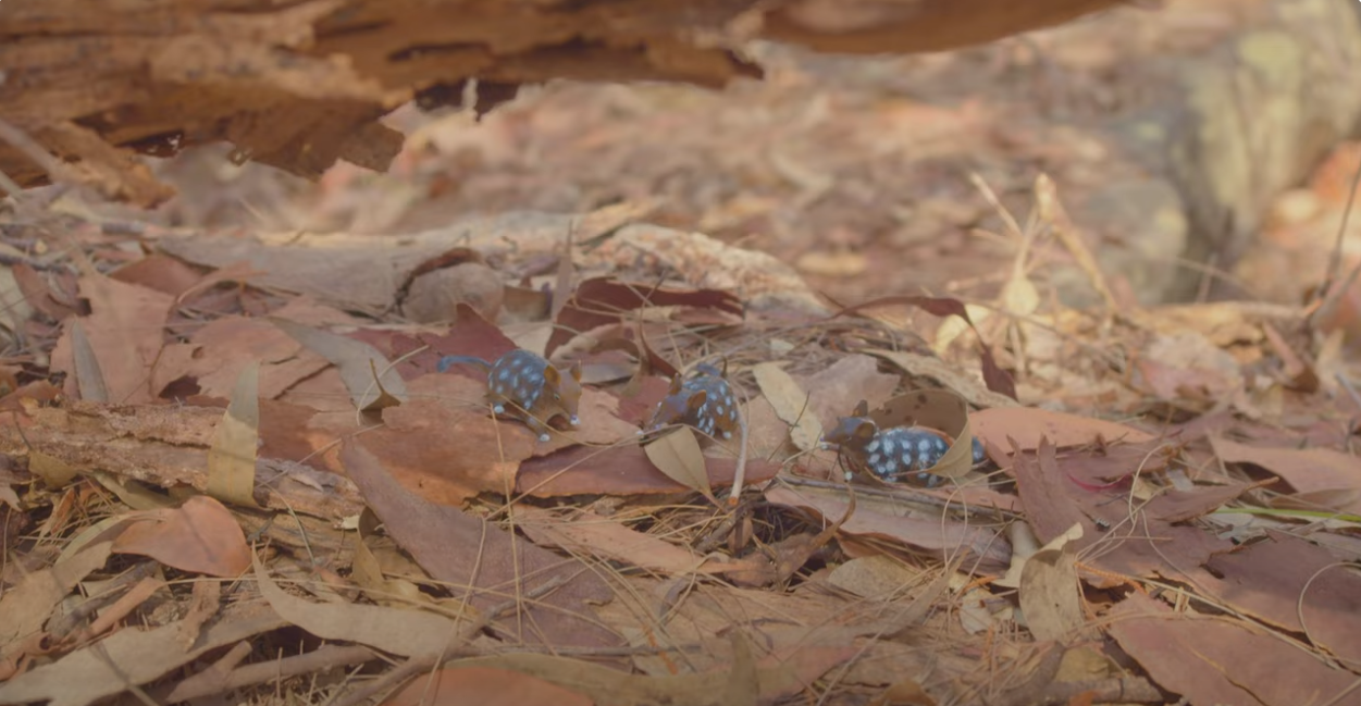 batshit bushrangers / missing quolls (2023)