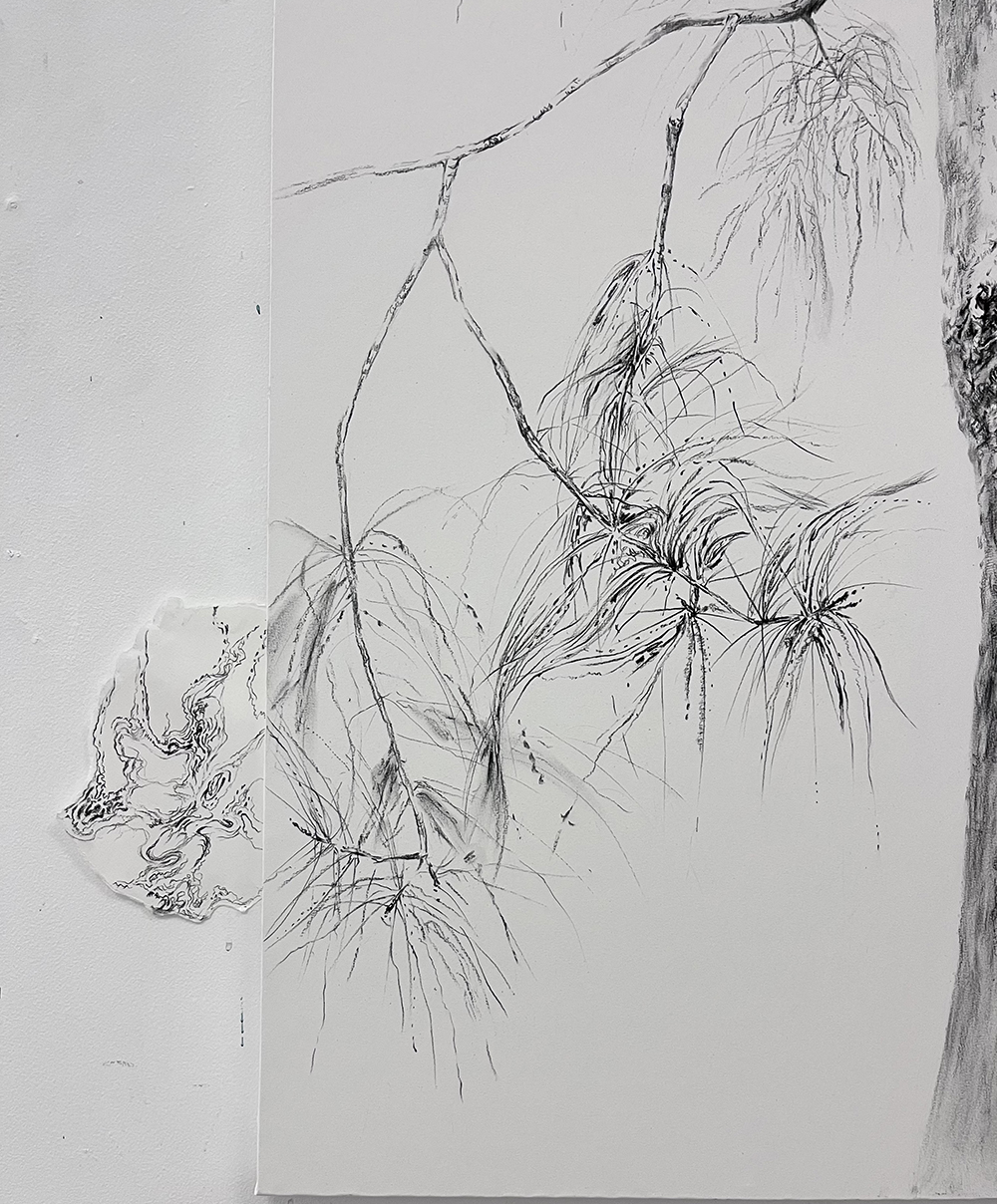 Untitled, 2025. Charcoal on paper