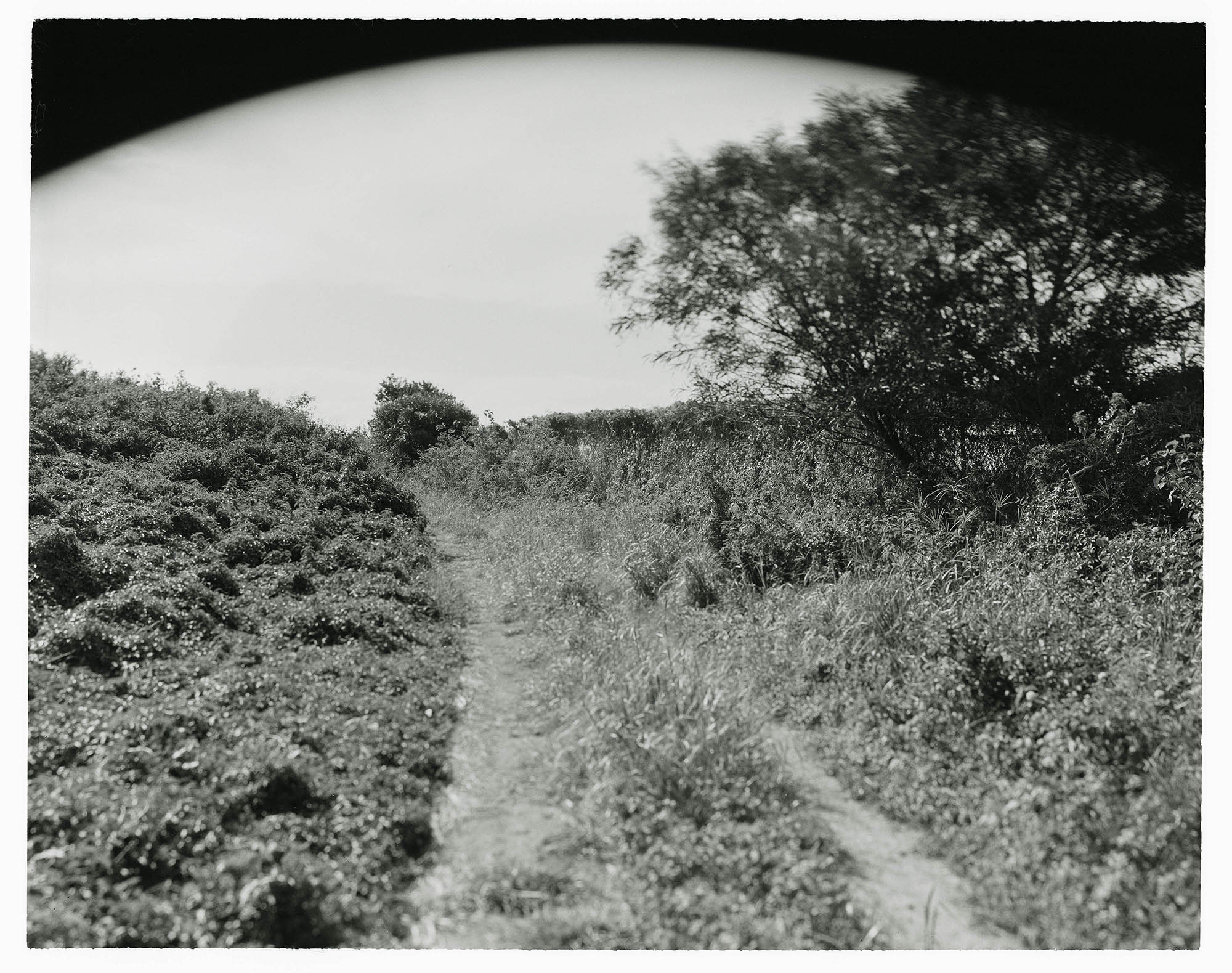 'Peripheral Image', 2025. Fibre silver gelatin print